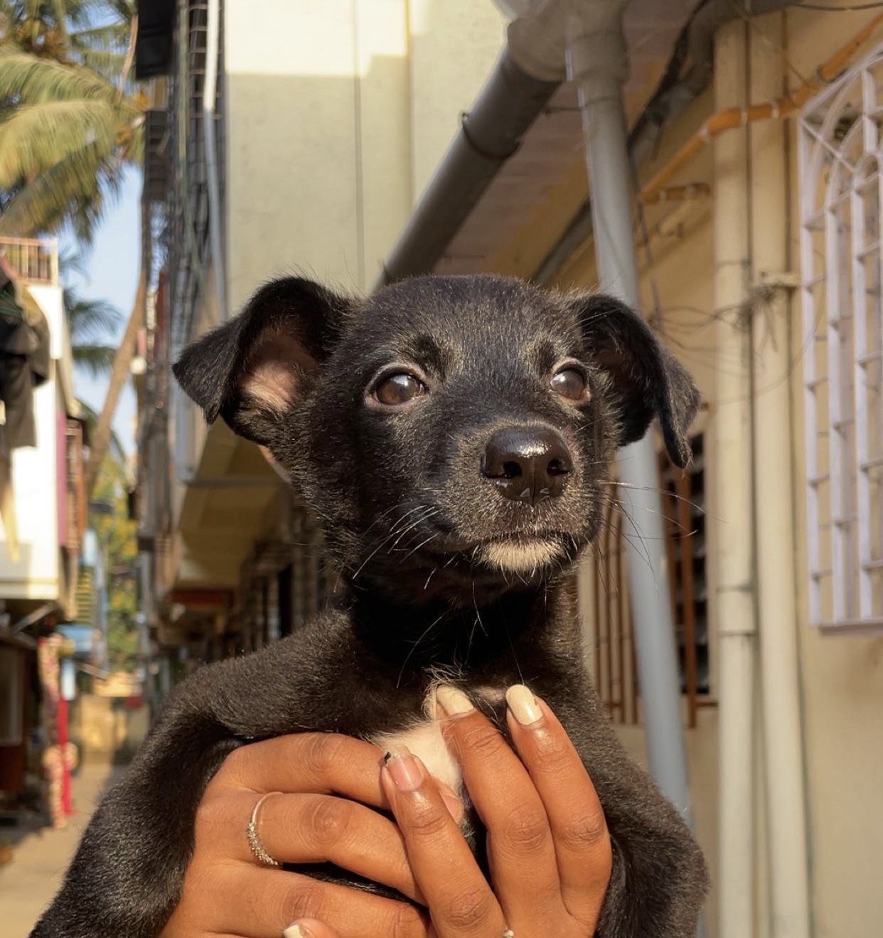 Stray dog with soulful eyes